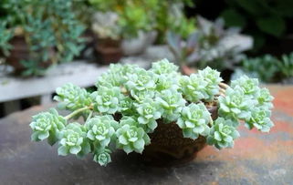 45種常見(jiàn)花卉養(yǎng)殖注意事項(xiàng)