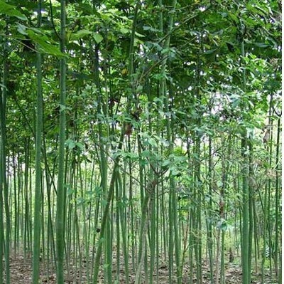 綠化苗28 -福建興輝苗木 產(chǎn)品展示(福建紅繡球、福建興輝苗木 、紅葉石蘭)-金泉網(wǎng)