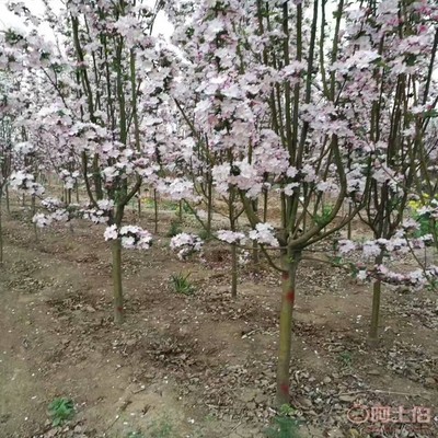 【誠(chéng)信經(jīng)營(yíng)海棠苗廠家西府海棠的用途】泰安高新區(qū)旺運(yùn)苗木中心 - 產(chǎn)品庫