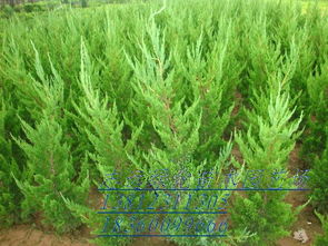 直升龍柏 沭陽縣志遠(yuǎn)綠化苗木園藝場(chǎng)