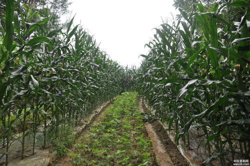 高橋鎮(zhèn)高橋社區(qū)集體經濟蓬勃發(fā)展,助力村民家門口就業(yè)增收
