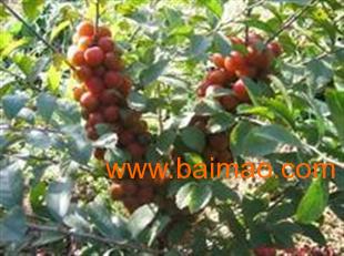 供應鈣果苗,中華鈣果苗,優(yōu)質的鈣果苗,供應鈣果苗,中華鈣果苗,優(yōu)質的鈣果苗生產廠家,供應鈣果苗,中華鈣果苗,優(yōu)質的鈣果苗價格