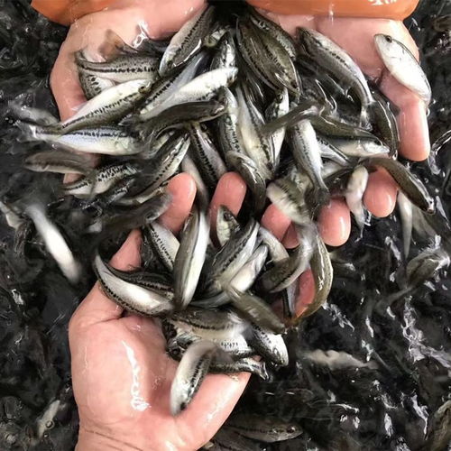 藤古龍泥鰍苗泥鰍苗投放時間及養殖密度夏季出來