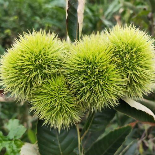 【基地批發岳山王板栗樹苗、大紅袍板栗樹苗栽培技術】- 