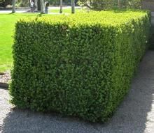 怎樣生產(chǎn)市場最需要的苗木產(chǎn)品