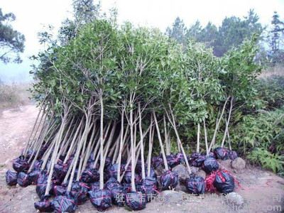 流蘇蘿卜絲花 牛筋子 烏金子 茶葉樹 四月雪觀賞行道其他綠化苗木土球價(jià)廠家直銷
