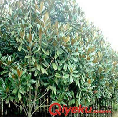 供應(yīng)花卉綠化工程苗 廣玉蘭小苗批發(fā) 2-3-5-8-10公分-沭陽(yáng)縣萬(wàn)花軒苗圃提供供應(yīng)花卉綠化工程苗 廣玉蘭小苗批發(fā) 2-3-5-8-10公分的相關(guān)介紹、產(chǎn)品、服務(wù)、圖片、價(jià)格沭陽(yáng)縣萬(wàn)花軒苗圃、綠化苗木;果樹(shù);盆景;種子;承接綠化工程