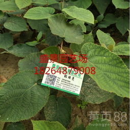 【吉林紅陽(yáng)獼猴桃樹(shù)苗品種】- 