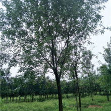 2019綠化苗木價(jià)格 報(bào)價(jià) 綠化苗木批發(fā) 第29頁(yè) 園林網(wǎng)