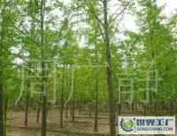 最低價(jià)銷售銀杏樹、嫁接銀杏樹、實(shí)生銀杏樹[供應(yīng)]_綠化苗木_世界工廠網(wǎng)中國(guó)產(chǎn)品信息庫(kù)