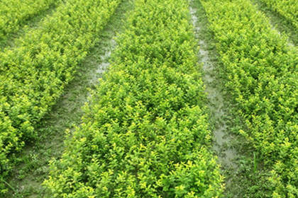 32 苗木咨詢熱線,服務態(tài)度好,專業(yè)水平高 