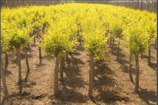 河北金葉榆苗子 河北金葉榆生產基地 金葉榆批發(fā) 金葉榆價格