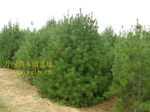 側(cè)柏苗木圖片,側(cè)柏苗木高清圖片 沭陽(yáng)縣萬(wàn)國(guó)綠化苗木園藝場(chǎng),