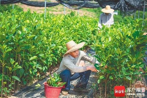 如何應(yīng)對(duì)新挑戰(zhàn) 如何把握新機(jī)遇 如何加快轉(zhuǎn)型升級(jí) 海墾 三問(wèn) 謀發(fā)展