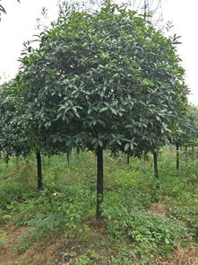 【桂花樹(shù)品種及價(jià)格,丹桂金桂,桂花樹(shù)基地綠化苗木】- 