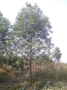 【香樟樹(shù)多少錢一棵,香樟樹(shù)優(yōu)質(zhì)綠化苗木,成都香樟】- 