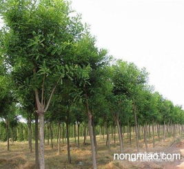 長(zhǎng)期供應(yīng)綠化苗木 常葉青