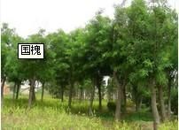 供應(yīng)濰坊青州-國(guó)槐報(bào)價(jià) 國(guó)槐價(jià)格-青州春雨苗木基地_農(nóng)副產(chǎn)品_世界工廠網(wǎng)中國(guó)產(chǎn)品信息庫(kù)