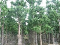 綠化苗木價格_綠化苗木價格相關(guān)信息_綠化苗木價格_一比多產(chǎn)品庫