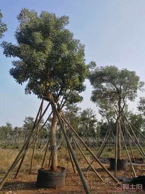 【全冠香樟袋苗供應(yīng)、種植基地直銷、價(jià)格實(shí)惠】綠化苗木,價(jià)格,廠家,供應(yīng)商,花木,龍海市東泗興輝園藝場(chǎng) - 產(chǎn)品庫(kù)