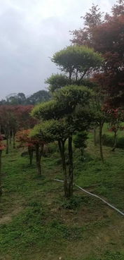 苗木通新晉會(huì)員 桂林莫建忠 誠信第一,精品苗木