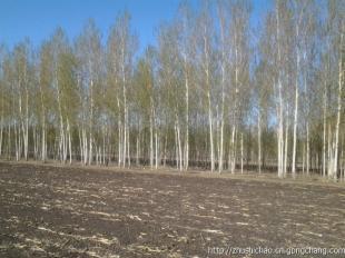 哈爾濱草坪苗木大慶草坪苗木長春草坪苗木_農(nóng)副產(chǎn)品_世界工廠網(wǎng)