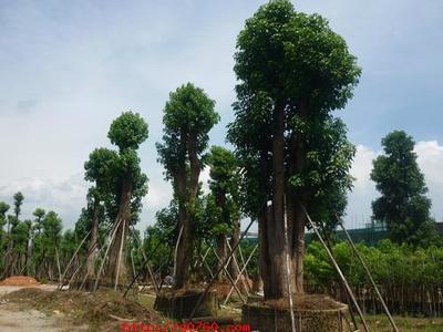 &合肥秋楓苗木基地/\【合肥秋楓小苗