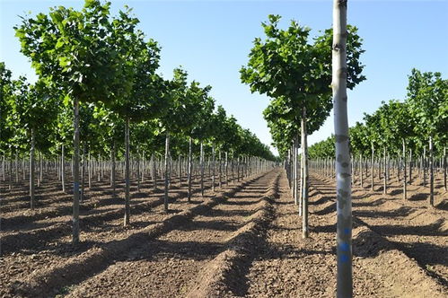 18公分速生法桐價格 速生法桐 鴻福苗木產品優良