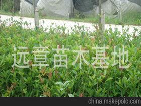 桂花樹苗供應商,價格,桂花樹苗批發市場 