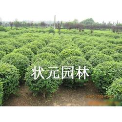 小葉女貞批發(fā) 小葉女貞供應 小葉女貞廠家 