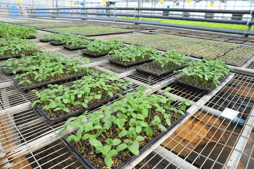 延慶現(xiàn)代化育苗工廠助力保障蔬菜穩(wěn)定供應