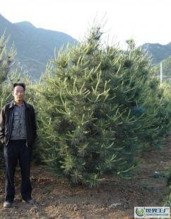 白皮松苗木價格_白皮松苗木廠家_世界工廠網產品信息庫