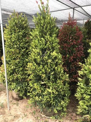 【江西綠化苗木袋苗紅車、農(nóng)戶種植】綠化苗木,價(jià)格,廠家,供應(yīng)商,花木,龍海市東泗興輝園藝場(chǎng) - 產(chǎn)品庫(kù)