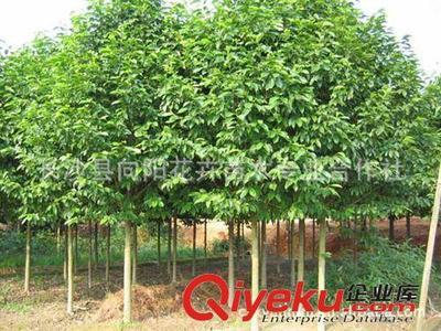 喬木-現(xiàn)貨批量供應(yīng)出售8-18公分優(yōu)質(zhì)樂(lè)昌含笑 求購(gòu)樂(lè)昌含笑圖片|喬木-現(xiàn)貨批量供應(yīng)出售8-18公分優(yōu)質(zhì)樂(lè)昌含笑 求購(gòu)樂(lè)昌含笑產(chǎn)品圖片由長(zhǎng)沙縣向陽(yáng)花卉苗木專業(yè)合作社公司生產(chǎn)提供-