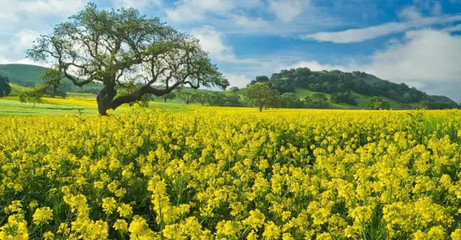 津城園苗木分析:苗木利潤都跑哪里去了?