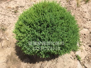 哪里能買到劃算的刺柏 苗木價(jià)格