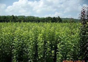 桃形李,花木,苗木,綠化苗,果苗,_農(nóng)副產(chǎn)品_世界工廠網(wǎng)中國(guó)產(chǎn)品信息庫(kù)