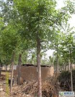 1公分白蠟,山東白蠟基地[供應(yīng)]_綠化苗木_世界工廠網(wǎng)中國(guó)產(chǎn)品信息庫(kù)