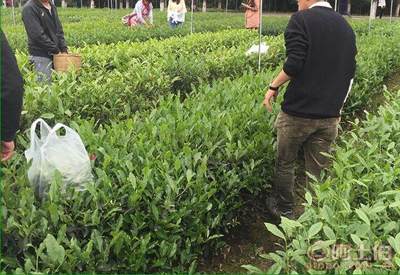 【廣元茶葉苗批量出售#茶葉苗批發(fā)基地】茶樹苗,價(jià)格,廠家,供應(yīng)商,其他農(nóng)業(yè),雅安市名山區(qū)惠農(nóng)苗木種植農(nóng)民專業(yè)合作社 - 產(chǎn)品庫(kù)