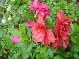 花卉世界網(wǎng) 浙江省金華市郊北余氏兄弟苗木場(chǎng)產(chǎn)品展示