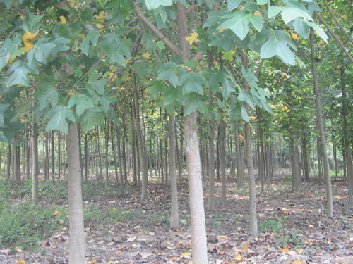 馬褂木 江西馬褂木 馬褂木特價(jià)苗 九江朋輝良種苗木專業(yè)合作社 13807920066