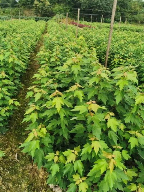 恭喜南京寧彩彩葉園林入駐苗木通 以客戶(hù)為中心,視質(zhì)量為生命