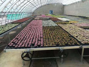 安平縣漢明育苗設備廠 專業助力林業種植，高效育苗設備引領行業
