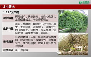 綠城集團園林軟景苗木圖譜 林業種植全解析