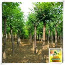 圓冠榆樹苗 博野縣金澤苗圃場(chǎng)的主打產(chǎn)品與產(chǎn)地介紹