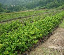 芳青花卉苗木 路口綠化優(yōu)選，打造綠色生態(tài)新篇章